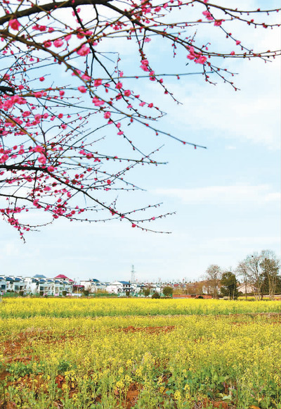 立春临近，江西省赣州市兴国县埠头乡枫林村花香四溢、唯美如画。　　陈 鹏摄（人民视觉）